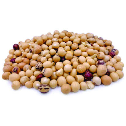 Bambara Beans