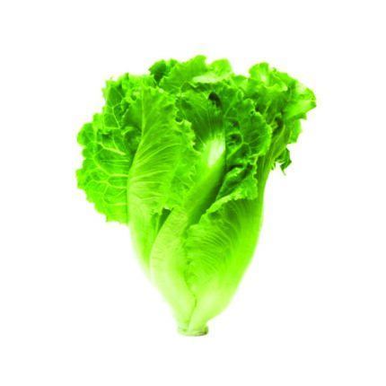 Lettuce